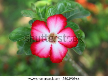Red and white Desert Flower, adenium obesum