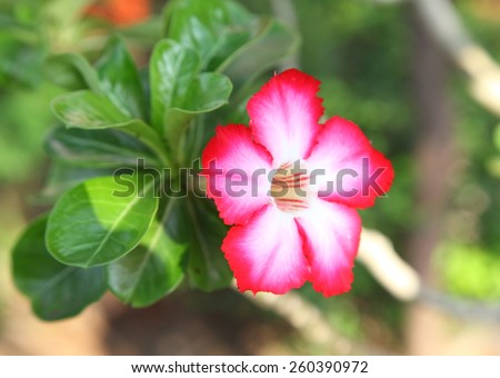 Red and white Desert Flower, adenium obesum