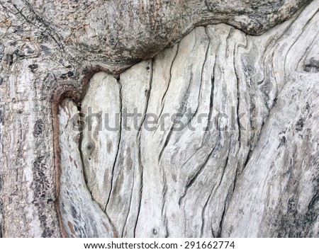 Tree bark texture, Old Wood Tree Texture Background Pattern