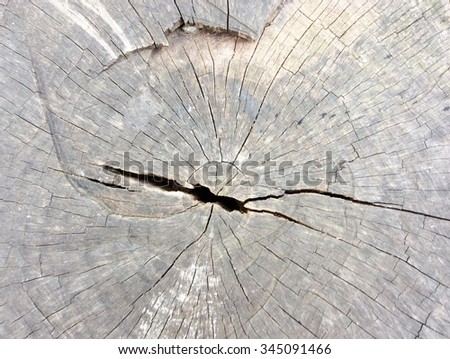 Cracked cut of tree, top view
