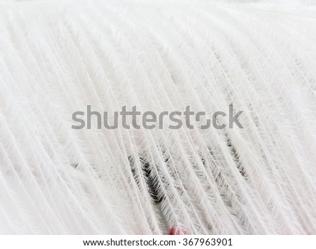White feather background