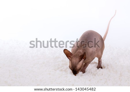 Sphynx cat on a white background