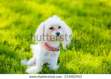 beautiful white lap dog