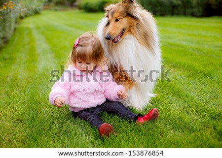 beautiful collie dog watching over the actions of the child