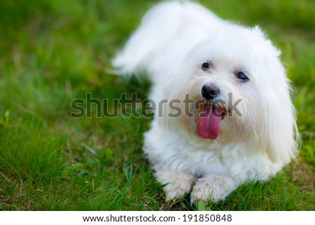 west highland terrier - at a local park or backyard