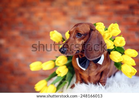 Beautiful Dachshund with tulips. International Women\'s Day. March 8 Mother\'s Day