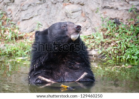 Asiatic Black Bear in Water