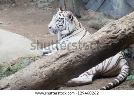 White Tiger behind the falling tree