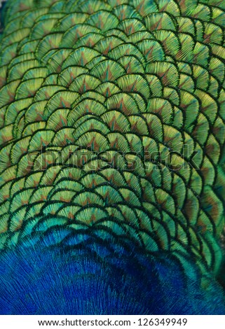 Peacock Feathers.