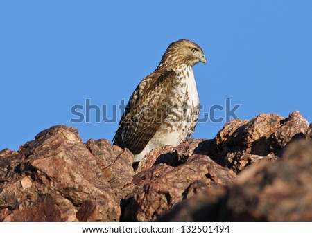 Hawk. Photo taken on Nov. 2010 in Death Valley National Park, California, USA.