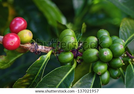 Coffee berries or cherries on branch of a coffee plant. Location: a coffee plantation in Boquete, Chiriqui­, Panama (Central America).