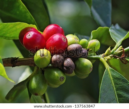 Coffee berries on branch. Location: a coffee plantation in Boquete, Chiriqui, Panama (Central America).