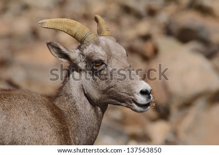 Female desert bighorn sheep (Ovis canadensis nelsoni) in Death Valley National Park.