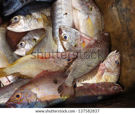 Catch of the day (still on boat) - Snapper or \
