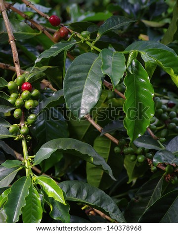 Coffee plant with coffee berries on branch. Location: a coffee plantation in Boquete, Panama (Central America).