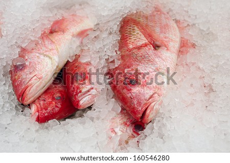 Pacific Red Snapper. Photo taken at a fish market in Los Angeles, California, USA
