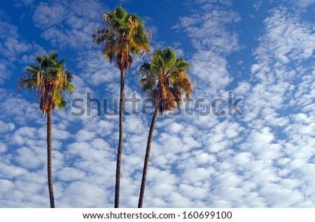 Broken Clouds and Palm Trees in Southern California.