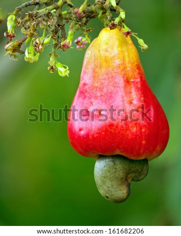 Cashew fruit (Anacardium occidentale) hanging from tree. Photo taken in Panama.