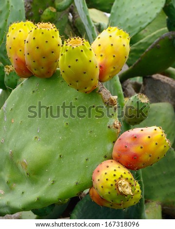 Prickly pears (Opuntia ficus-indica). Also known as indian fig, opuntia, barbary fig, and cactus pear. Photo taken in Sicily, Italy, where it\'s know as fico d\'india.
