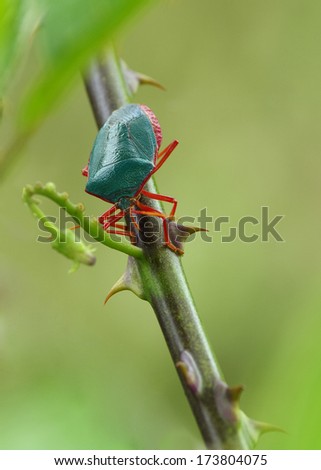 Red-bordered Stink Bug (Edessa rufomarginata). Photo taken in Panama (Central America).