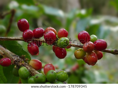 Selective focus on coffee berries on branch. Location: a coffee plantation in Boquete, western Panama (Central America).