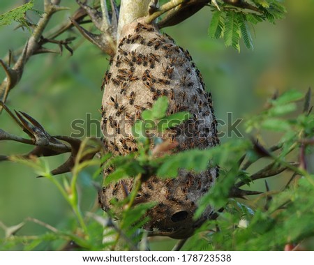 Photo of an unusual nest of wasps built on a bullhorn acacia tree, a swollen-thorn acacia (Vachellia cornigera) tree. Photo taken in western Panama, (Central America).