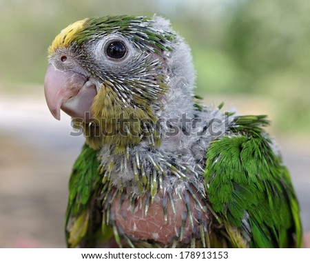 A captive baby parrot (probably a yellow-crowned parrot) for sale. Trade of wild animals is illegal in Panama where this  photo was taken (western Panama, Pacific slope).