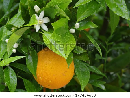 Orange and blossoms - orange tree on a rainy day in a Southern California home garden.