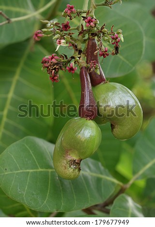 New cashew fruits (Anacardium occidentale) hanging from tree. Photo taken in Panama.