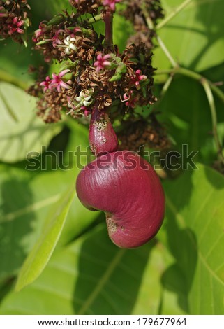 New cashew fruit (Anacardium occidentale) hanging from tree. Photo taken in Panama.