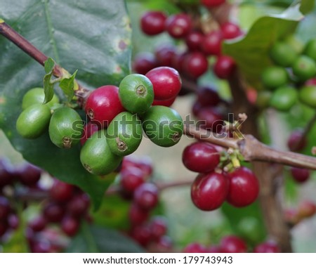 Selective focus on coffee berries. Location: Boquete, Panama (Central America). Boquete is known worldwide for the quality of the coffee that it\'s grown there.