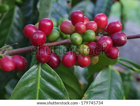 Coffee berries on branch. Location: a coffee plantation in Boquete, Panama (Central America). Boquete is known worldwide for the quality of the coffee that it's grown there.