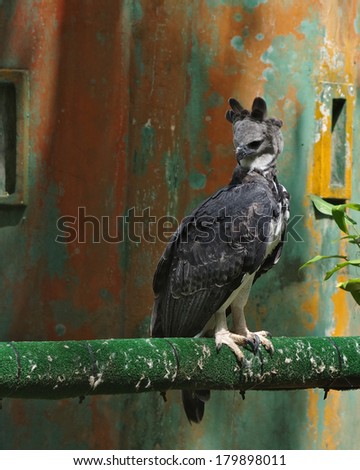 Captive harpy eagle (Harpia hapyja). This is an adult eagle. Photo taken in Panama (Central America). The harpy eagle is the national bird of Panama.