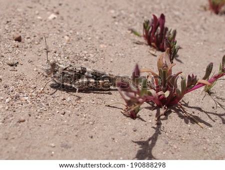 California desert fauna: desert grasshopper.