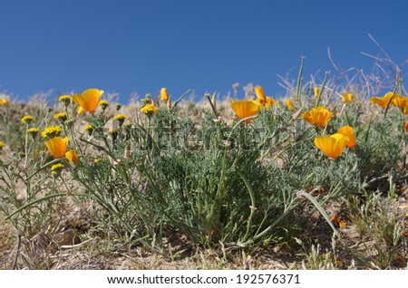 California wildflowers: California golden poppies (Eschscholzia californica) in the Southern California high desert (Lancaster area).