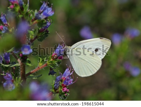 Garden scene - flat field (macro) shot of a butterfly feeding on flower. Photo taken in Southern California.