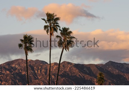 Palm trees with the San Gabriel Mountains in the far distance. Photo taken from Pasadena, California on a windy afternoon.