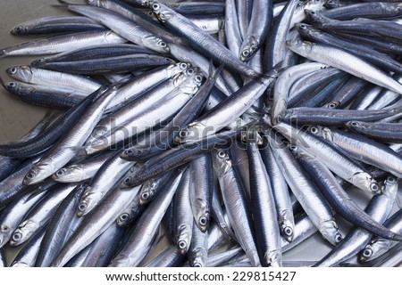 Fresh anchovy for sale at the main fish market (a street, open air market) in Catania, Sicily, Italy. This fish is known in Italian as acciuga o alice.