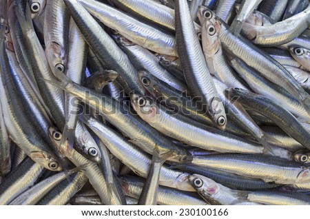 Fresh anchovy for sale at the main fish market (a street, open air market) in Catania, Sicily, Italy. This fish is known in Italian as acciuga o alice.