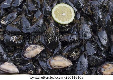 Fresh mussels at the main fish market (a street, open air market) in Catania, Sicily, Italy.