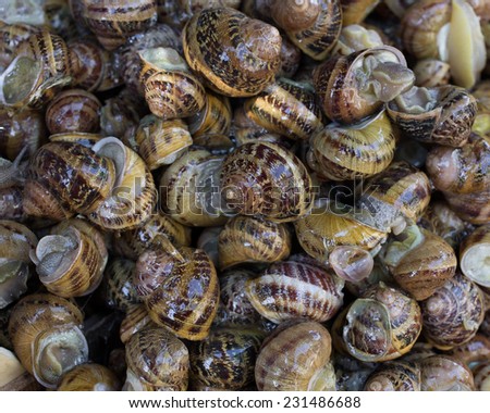 Close up of live snails. Photo taken at a farmers market in Sicily, Italy.