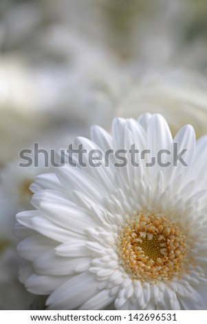 focus on the foreground and detail of a bouquet of white gerbera