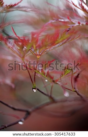 drops of rain on the leaves of red maple
