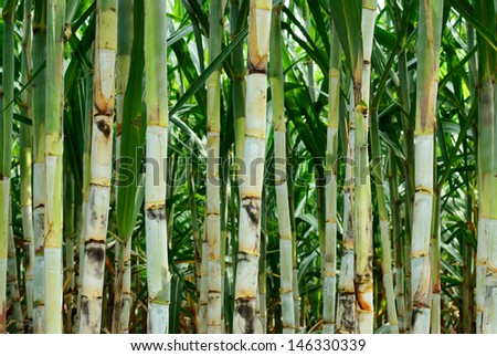 Sugar cane after plant for six month more