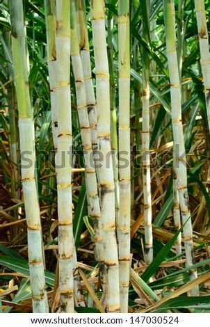 Sugar cane from Thailand is the best quality