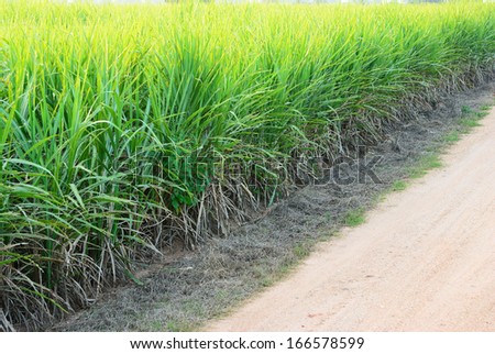 The bad quality of sugar cane field near the road