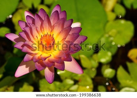 Cut hilight shot of violet water lily in the pool