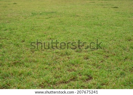 Green grass background on tilt-shift shot for graphic designer