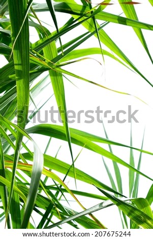Sugar cane leaf background for graphic designer