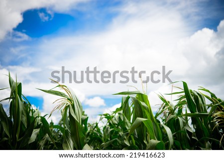 Corn field with Cloudy day background for graphic designer